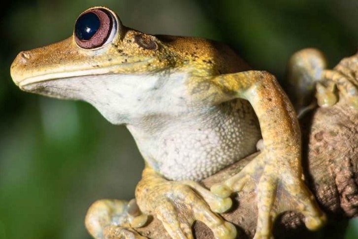 Anavilhanas Jungle Lodge