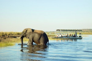 Chobe Elephant Camp image 1