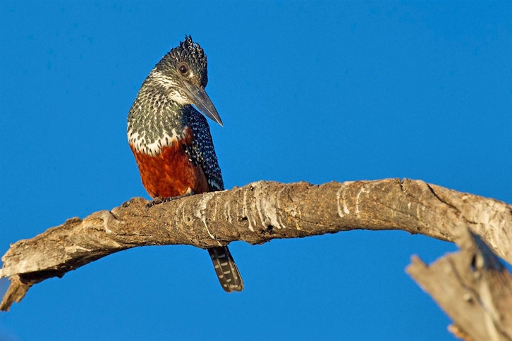 Chobe Savanna Lodge 4