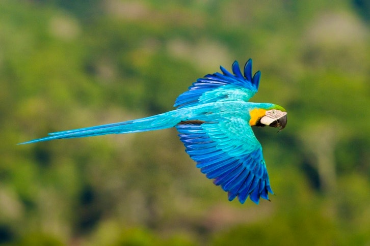 Blue and gold macaw