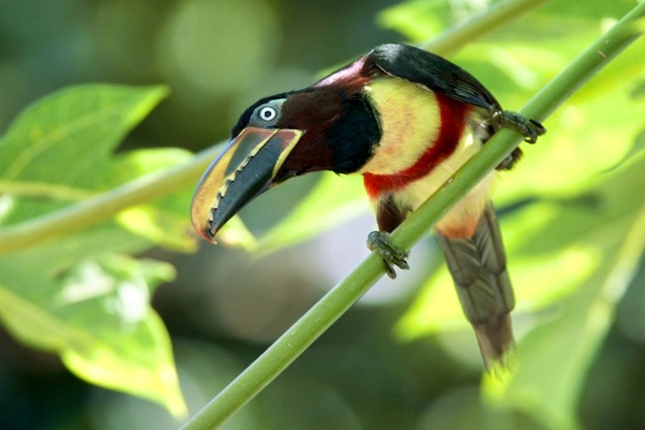 Aracari