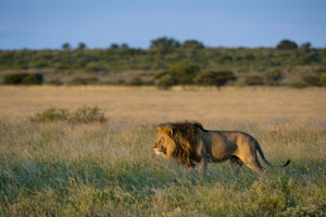 Kalahari Plains Camp image 1