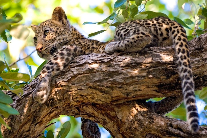 Leopard Cub