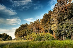 Kwando Kwara Camp image 1