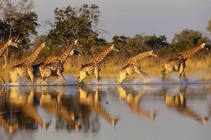 Motswiri Giraffes