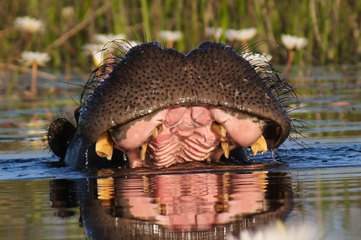 Motswiri Hippos