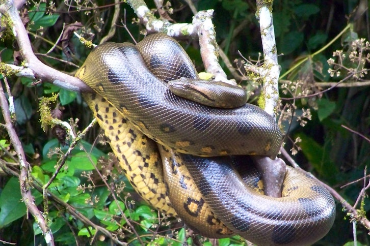 Anakonda Amazon Cruise 7