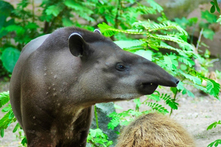 Anakonda Amazon Cruise 8