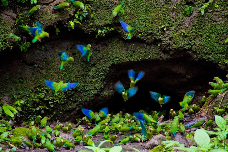 Anakonda Amazon Cruise 9