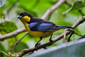 Tandayapa Bird Lodge image 1