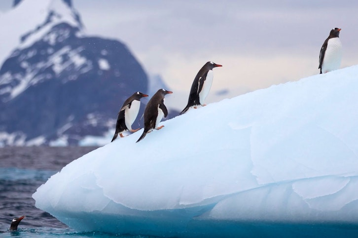 Penguins, Greg Mortimer, AE Expeditions