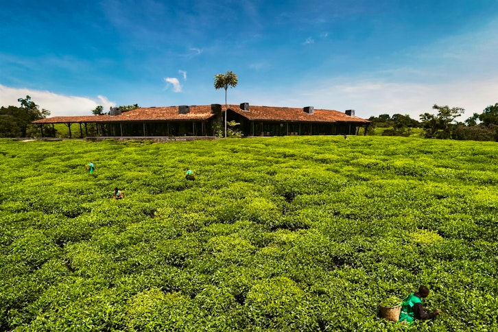 One&Only Nyungwe House 8