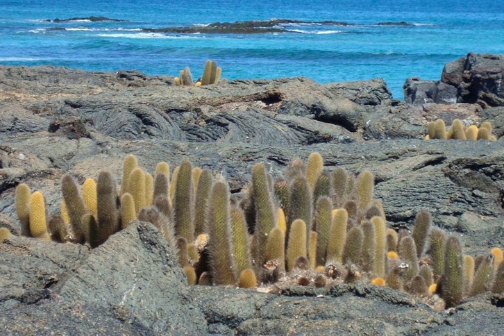 Galapagos, lava cactus