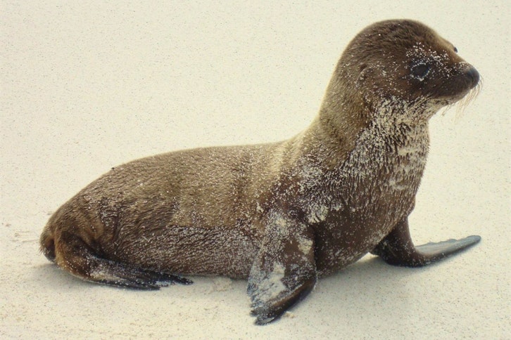 Galapagos sea lion