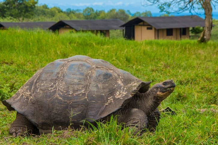 Magic Galapagos Tented Camp 6