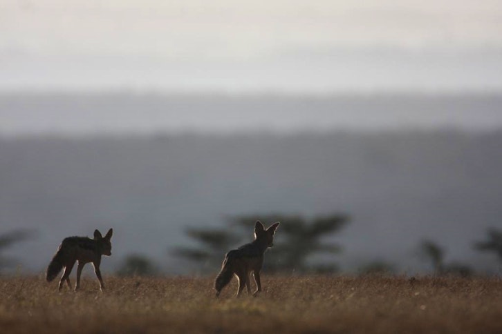 Kicheche Laikipia Camp 2