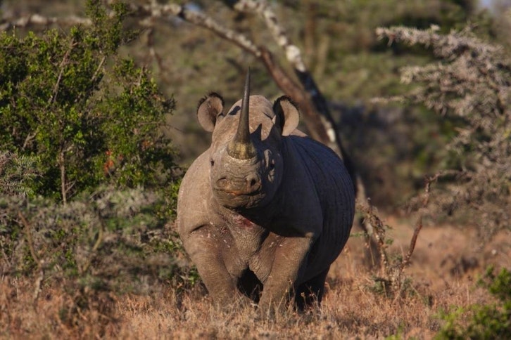 Kicheche Laikipia Camp 9
