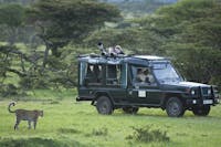 Leopards At Kicheche mara Camp