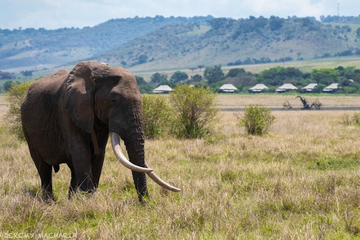 Kichwa Tembo Tented Camp 3