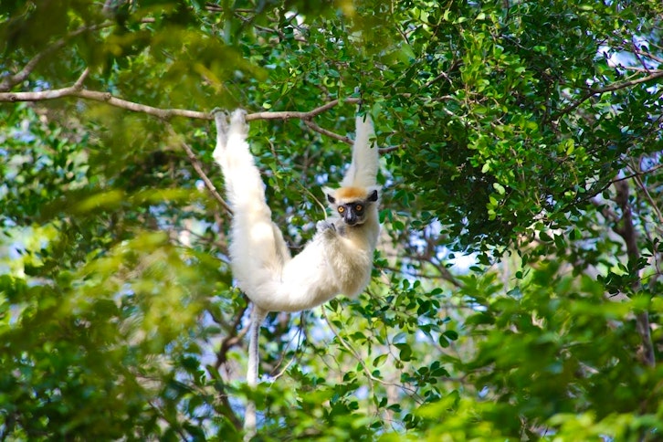 Le Camp Tattersalli 9