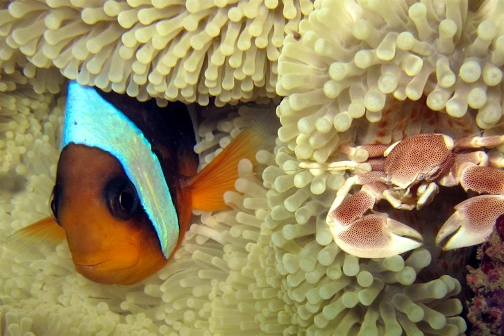 Clownfish in the vibrant reefs near Nosy Sakatia