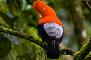 Cock-of-the-Rock Lodge image 1