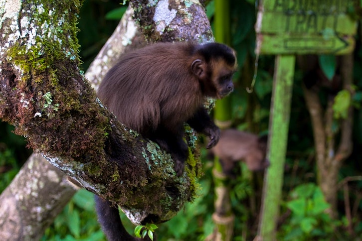Cock-of-the-Rock Lodge 5