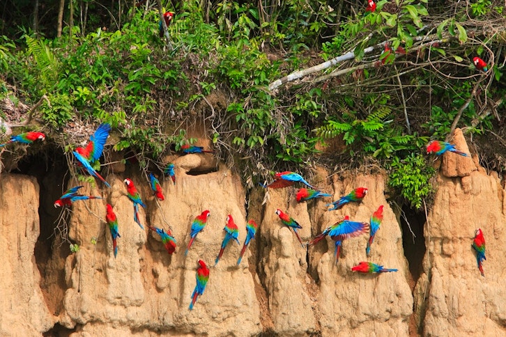 Manu Wildlife Centre 5