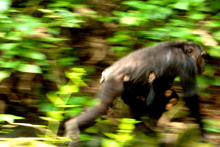 Greystoke Mahale Camp 11