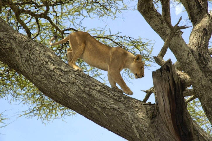 Lake Manyara Serena Safari Lodge 6