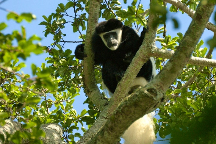Colobus Monkey