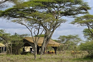 Serengeti Under Canvas image 1