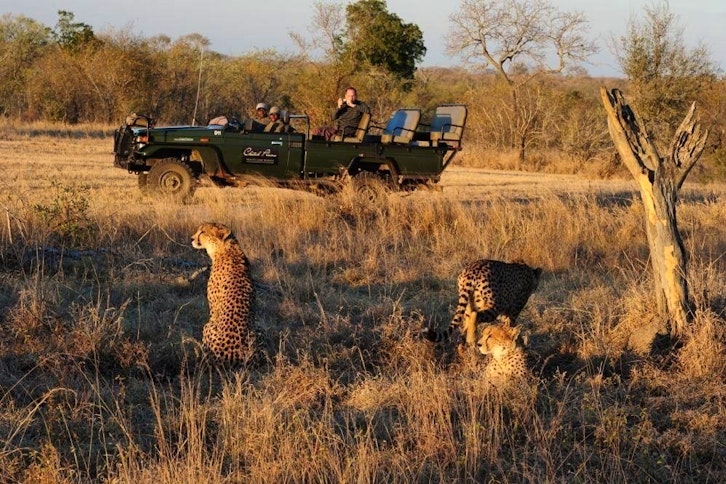 Cheetah Plains On Safari