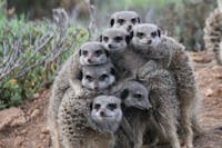 Local meerkat colony