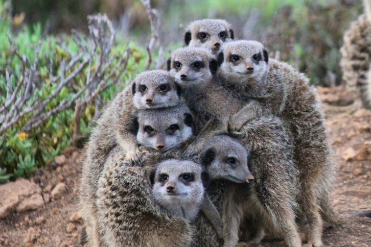 Local meerkat colony