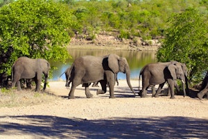 Kruger Park Rest Camps image 1