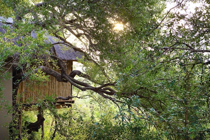Londolozi Tree Camp