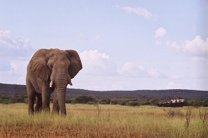 On Safari At Makanyane Safari Lodge