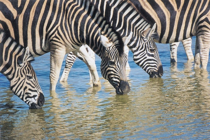 Zebras In Madikwe