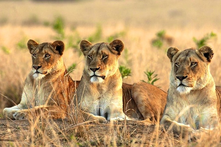 &Beyond Ngala Private Game Reserve 8