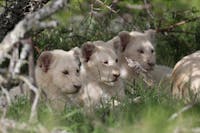 White Lion Cubs