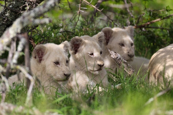 White Lion Cubs