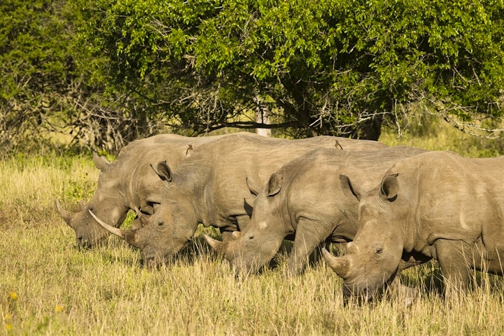 Rhino Ridge Safari Lodge 5