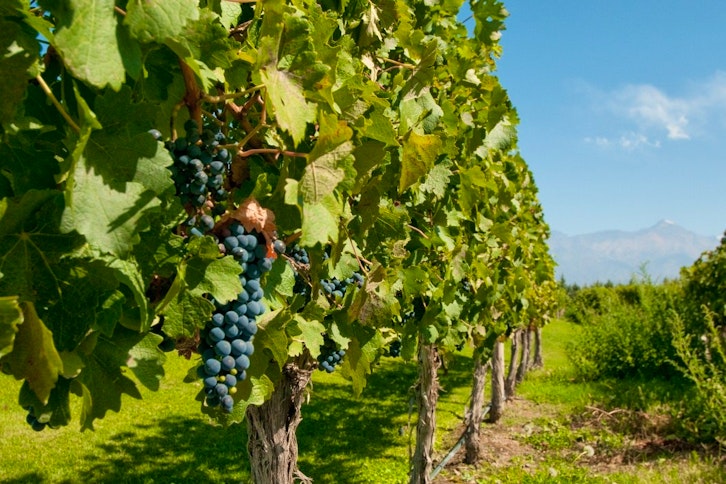 Vineyards of Mendoza