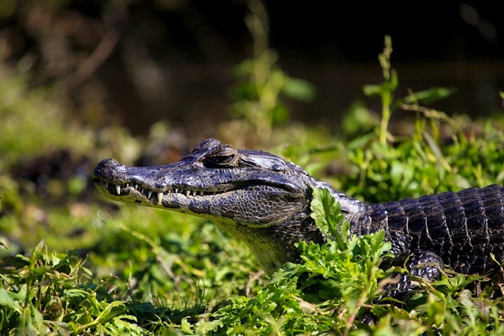 Caiman in the Wetlands