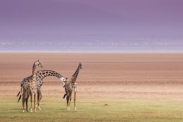 | Tarangire National Park