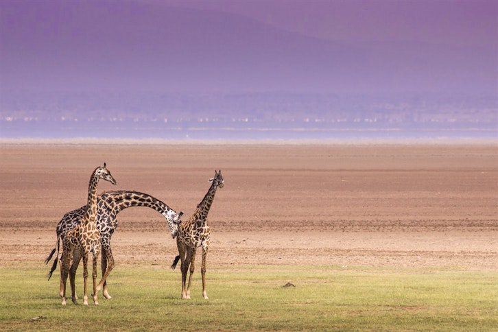 | Tarangire National Park