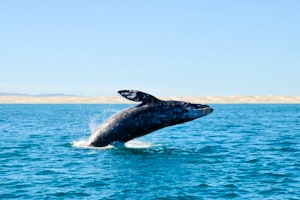 Baja California in Depth image 1