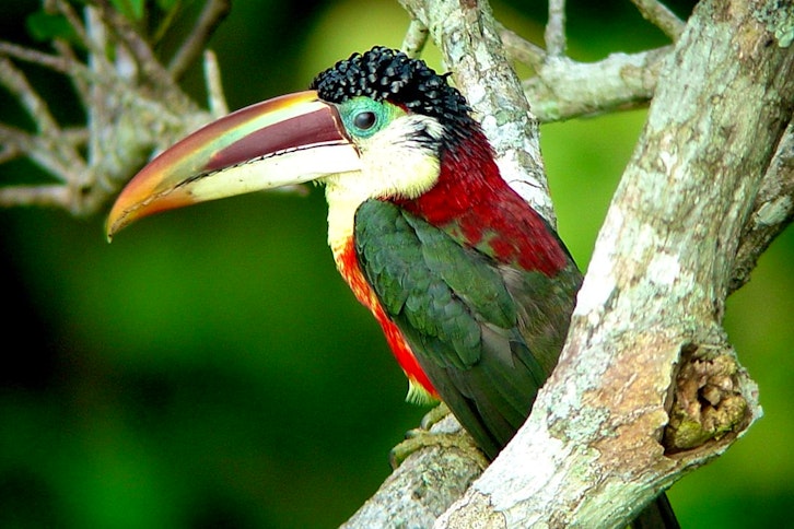 Best of Brazilian Wildlife