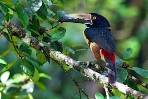 Best of Panama - Canal, Cloud Forest & Beach image 1